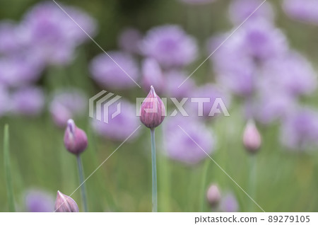 Chives (Asatsuki Seiyo) Chives (Asatsuki Seiyo) 89279105