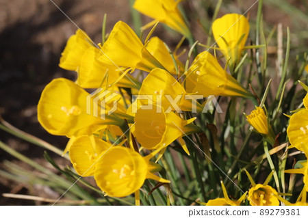 Yellow flowers of petticoat daffodils blooming in Japanese parks in spring Yellow flowers of petticoat daffodils blooming in Japanese parks in spring 89279381