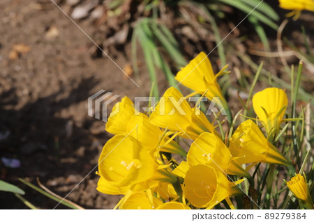 春天日本公園裡盛開的襯裙黃水仙黃花 89279384