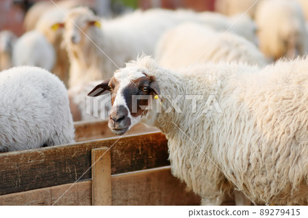 Sheeps with a tags on ears in corral on the farm. Bio organic healthy food and wool production. Growing livestock is a traditional direction of agriculture. Animal husbandry. Sheeps with a tags on ears in corral on the farm. Bio organic healthy food and wool production. Growing livestock is a traditional direction of agriculture. Animal husbandry. 89279415