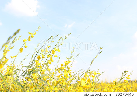 Bright yellow flowers of Sunn Hemp in field. Bright yellow flowers of Sunn Hemp in field. 89279449