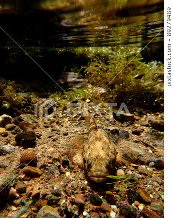 Staring contest 89279489