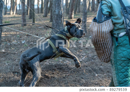 Training dogs for protective guard duty. A large gray dog jumps and attacks the trainer. Cane Corso Italiano dog breed. Trainer in special protective clothing provokes the pet. Series part Training dogs for protective guard duty. A large gray dog jumps and attacks the trainer. Cane Corso Italiano dog breed. Trainer in special protective clothing provokes the pet. Series part 89279539