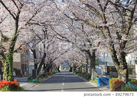 Cherry blossom tunnel 89279673