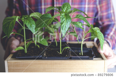 Farmer with seedling sprout plant before planting. Agriculture, agribusiness, farming concept. 89279806