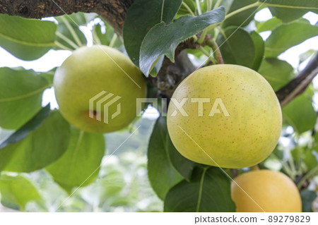 Nijisseiki Pear (Yurihama Town, Tottori Prefecture) 89279829