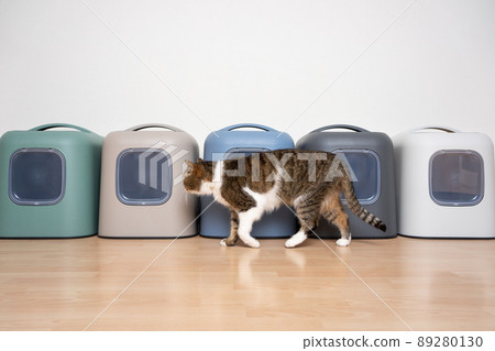 cat walking past a row of different colored litter boxes cat walking past a row of different colored litter boxes 89280130