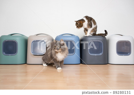 two cats and a row of hooded litter boxes two cats and a row of hooded litter boxes 89280131