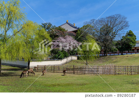 東大寺鹿與櫻花大佛殿 2022 年 4 月 1 日 東大寺鹿與櫻花大佛殿 2022 年 4 月 1 日 89280187