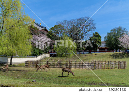 東大寺鹿與櫻花大佛殿 2022 年 4 月 1 日 東大寺鹿與櫻花大佛殿 2022 年 4 月 1 日 89280188