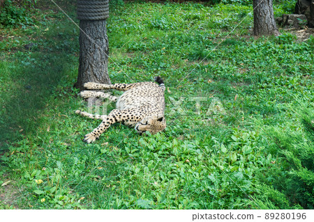cheetah lies on grass in zoo enclosure 89280196