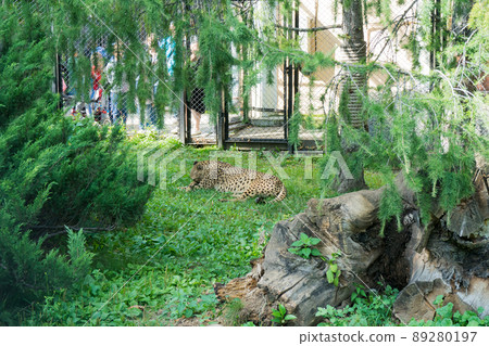 cheetah lies on grass in zoo enclosure 89280197