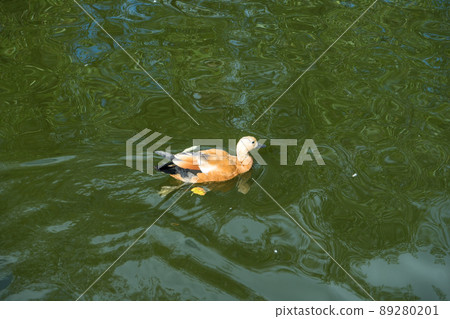 yellow wild duck swims in lake yellow wild duck swims in lake 89280201
