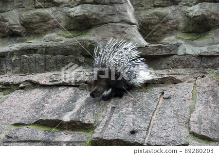 porcupine in an enclosure at zoo porcupine in an enclosure at zoo 89280203