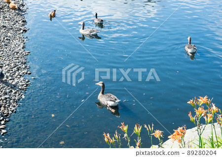 wild ducks swim in the water on sunny day wild ducks swim in the water on sunny day 89280204