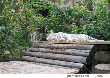 white tiger lies on platform and sleeps with his tongue out 89280206