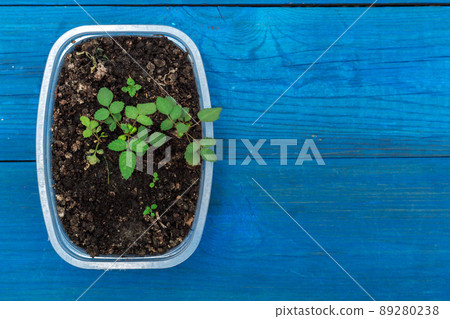seedlings white roses in a pot seedlings white roses in a pot 89280238