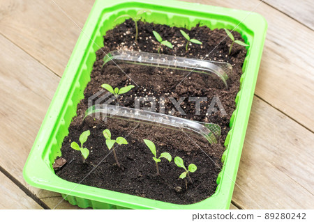 seedlings in a box 89280242