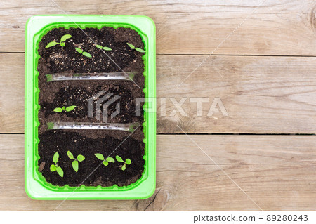 seedlings in a box, flat lay seedlings in a box, flat lay 89280243