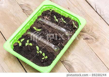 seedlings in a box seedlings in a box 89280244