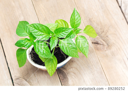 Pepper seedlings in a box Pepper seedlings in a box 89280252