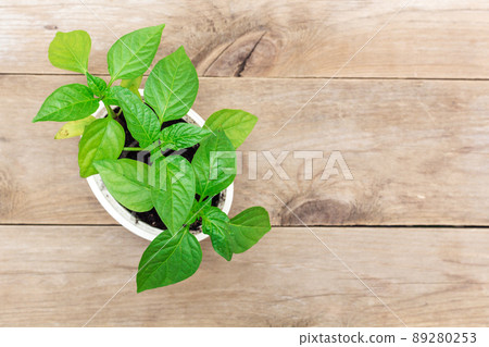 Pepper seedlings in a box Pepper seedlings in a box 89280253