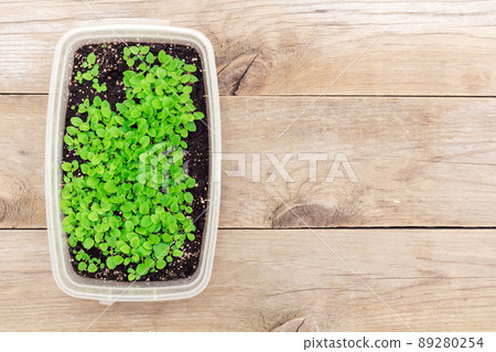 seedlings in a box, flat lay 89280254