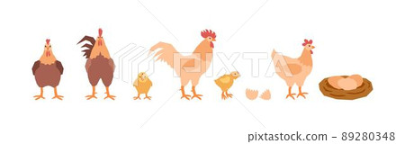 A set of mothers of chickens, a little chics, a roosters dads and a nest of eggs. Village birds. Vector illustration in flat style. A set of mothers of chickens, a little chics, a roosters dads and a nest of eggs. Village birds. Vector illustration in flat style. 89280348