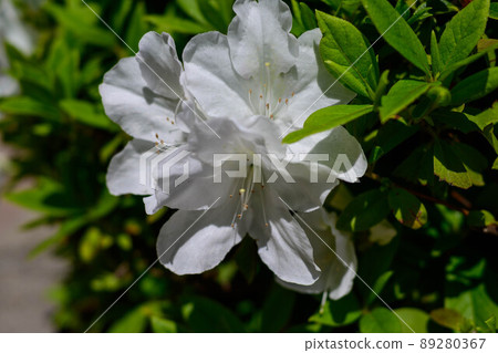 White azalea 89280367