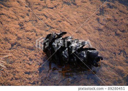 Matsukasa Matsukasa 89280451