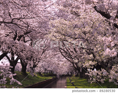 阿賀野市 Shine 灌溉渠的櫻花 89280530