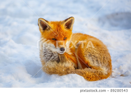 Kita fox Kita fox 89280543