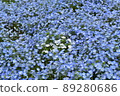 Nemophila 89280686