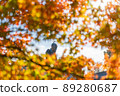 [大阪城公園]豐臣神社秀吉雕像和紅葉 89280687