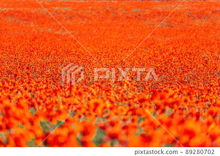 Large Field with red poppies and green grass at sunset. Beautiful field scarlet poppies flowers with selective focus. Red poppies in soft light. Glade of red poppies. Soft focus blur. Papaver sp. 89280702