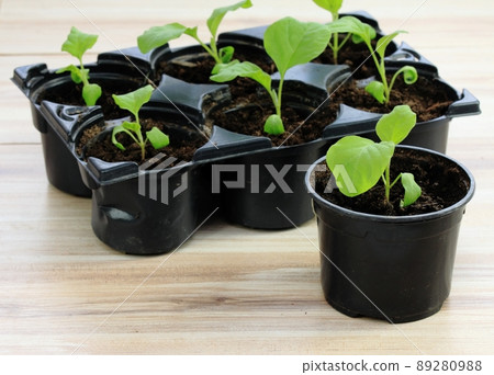 Eggplant seedlings in reusable plastic tray on wooden table Eggplant seedlings in reusable plastic tray on wooden table 89280988