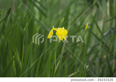 Yellow iris Yellow iris 89281026