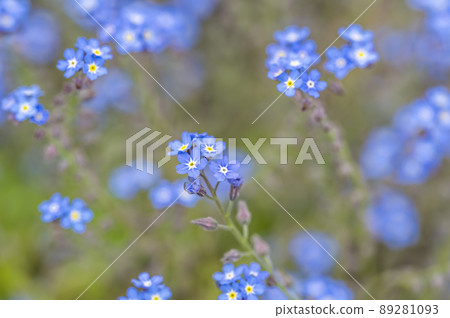 Forget grass (Wasenagusa) Forget grass (Wasenagusa) 89281093
