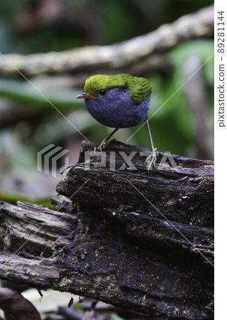 A small, cute little bird, Sazaichimedori, found in the high mountain forests of Thailand and the Himalayas. A small, cute little bird, Sazaichimedori, found in the high mountain forests of Thailand and the Himalayas. 89281144