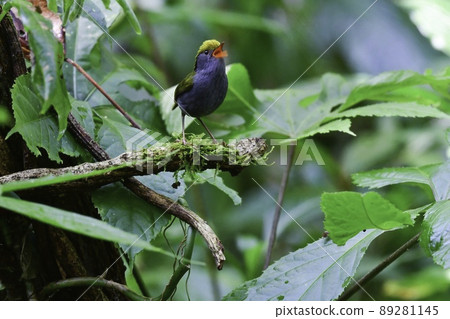 A small, cute little bird, Sazaichimedori, found in the high mountain forests of Thailand and the Himalayas. A small, cute little bird, Sazaichimedori, found in the high mountain forests of Thailand and the Himalayas. 89281145