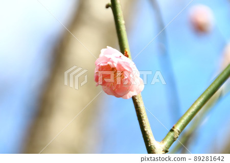 櫻花 櫻花 89281642