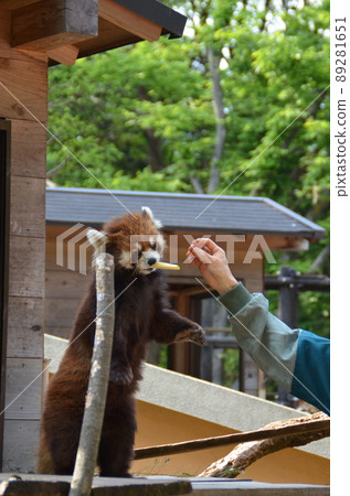 一隻小熊貓站著從飼養員那裡接受食物 一隻小熊貓站著從飼養員那裡接受食物 89281651