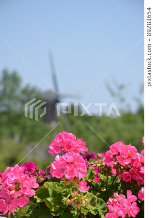 矮牽牛盛開 矮牽牛盛開 89281654