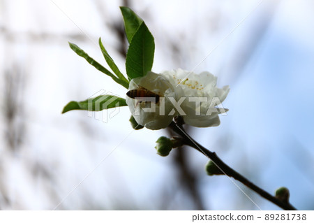 Plum blossoms Plum blossoms 89281738