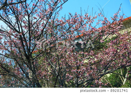 Cherry blossoms  89281741