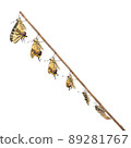 Emergence of Papilio machaon Spring type white background composite photo 89281767