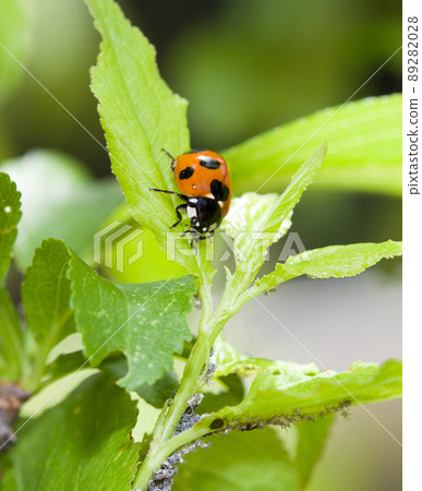七星瓢蟲和蚜蟲 七星瓢蟲和蚜蟲 89282028