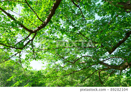 Sunbeams and fresh green in early summer 89282104