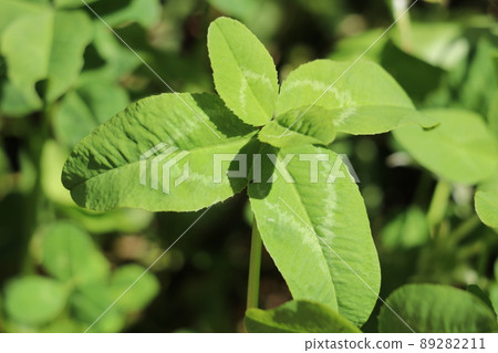 Five leaf clover Five leaf clover 89282211