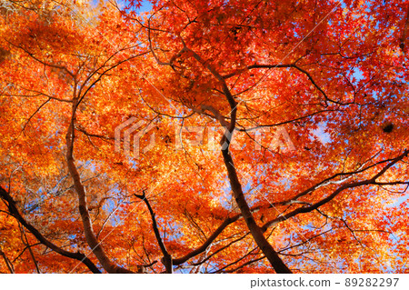 Autumn leaves in the park 32 89282297